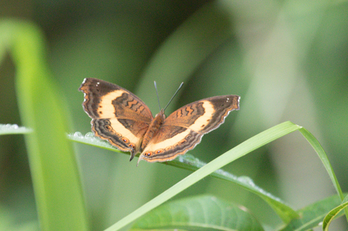 Yellow-banded Pansy