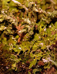 Cladonia parasitica
