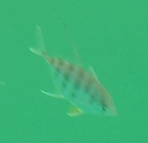 Atropus mentalis