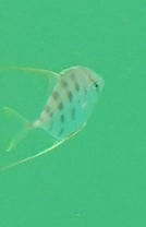 Atropus mentalis