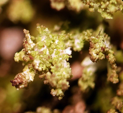 Cladonia parasitica