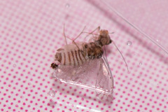 Lachesilla pedicularia