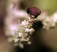 Cladonia parasitica