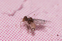 Lachesilla pedicularia