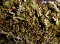 Cladonia parasitica