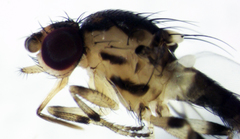 Stomosis