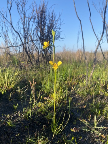 Diuris laevis observed 2025-10-14