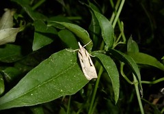 Scoparia rotuella