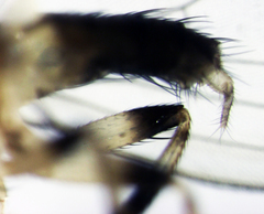 Stomosis