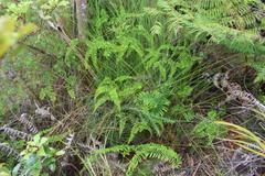 Gleichenia microphylla