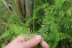 Gleichenia microphylla