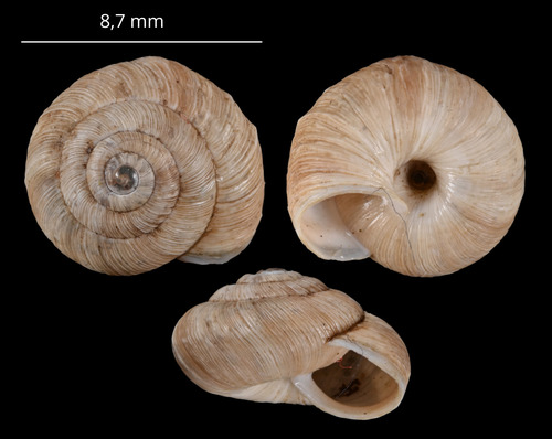 eccentric snail