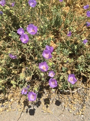 Cristaria integerrima