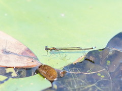 Austrocnemis splendida