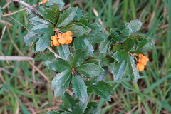 Berberis ilicifolia