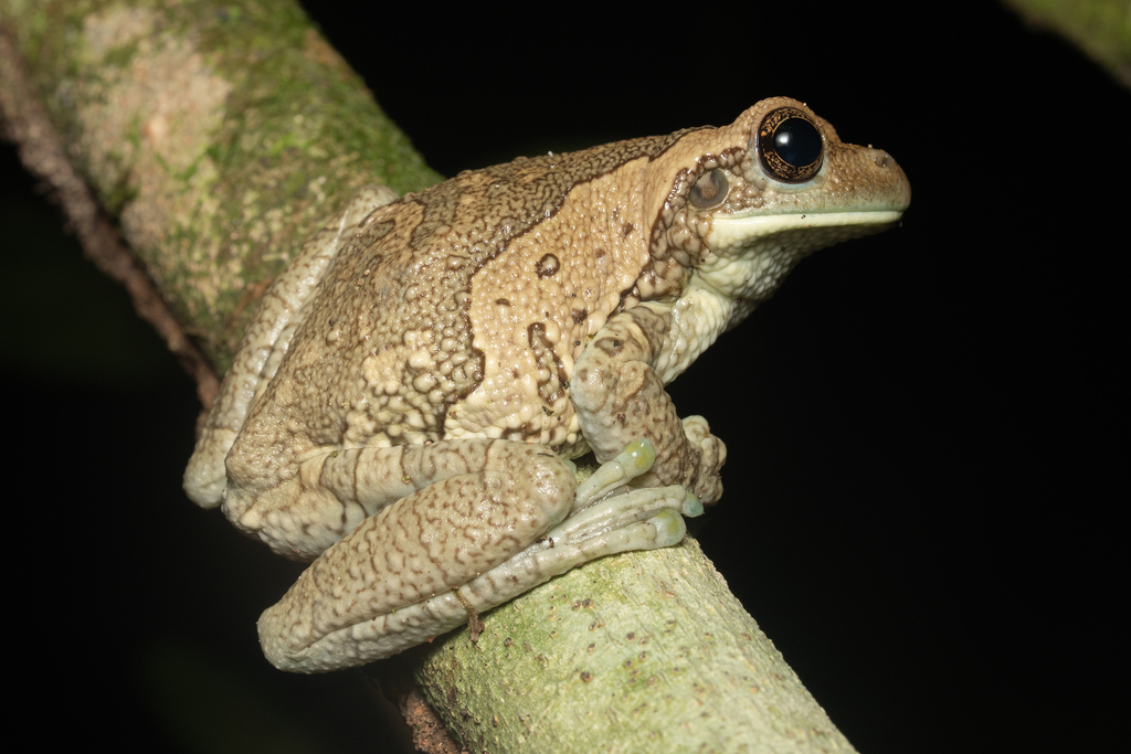 Veined Tree Frog