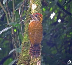 Dryobates maculifrons