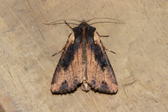 Ichneutica omoplaca