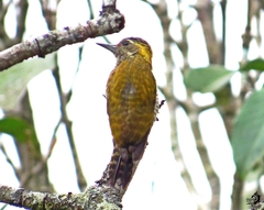 Dryobates maculifrons