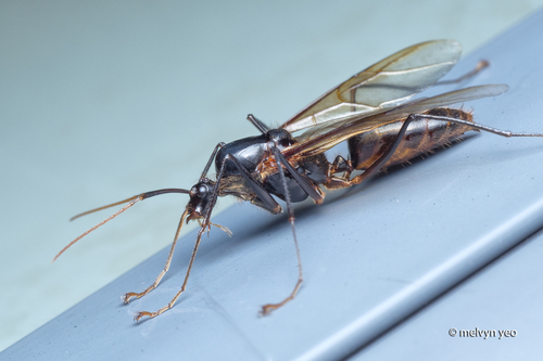 恐蚁属Dinomyrmex