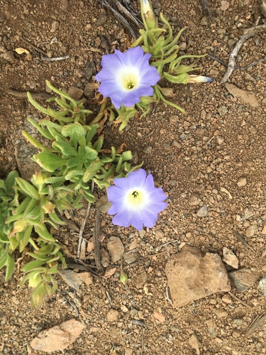 Nolana elegans · iNaturalist