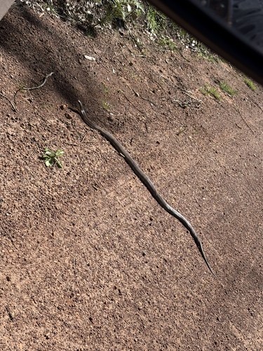 Tiger Snake sighting