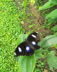 Hypolimnas bolina bolina