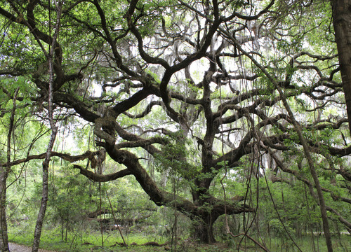Live oak (Quercus virginiana)