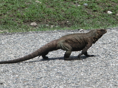 Cyclura cornuta