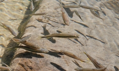 Candidia pingtungensis