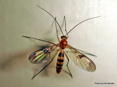 Macrocera