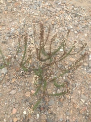 Ophryosporus triangularis