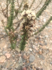 Ophryosporus triangularis