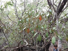 Croton insularis