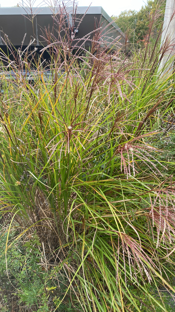 Miscanthus