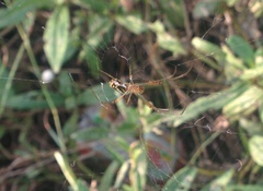 Leucauge argyra