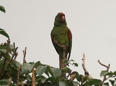 Psittacara finschi