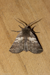 Declana griseata