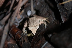 Platymantis corrugatus