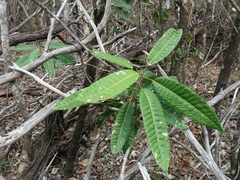Bocquillonia sessiliflora