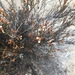 Bakerolimon plumosum - Photo (c) Barbarella, algunos derechos reservados (CC BY-NC), subido por Barbarella
