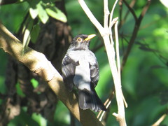 Turdus flavipes