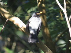 Turdus flavipes