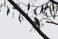 Leiopicus mahrattensis