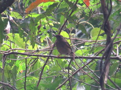 Turdus flavipes