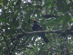 Turdus flavipes