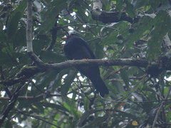 Turdus flavipes