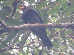Turdus flavipes