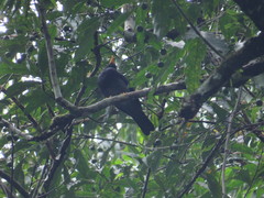 Turdus flavipes