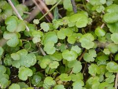 Hydrocotyle pterocarpa